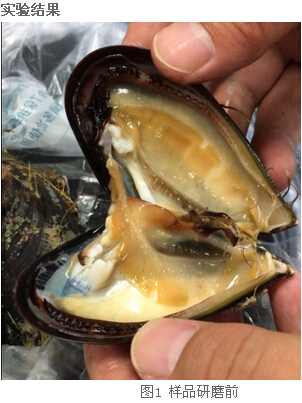 冷凍研磨儀研究告訴你-海虹體內的營養(yǎng)價值及藥用價值有那些？