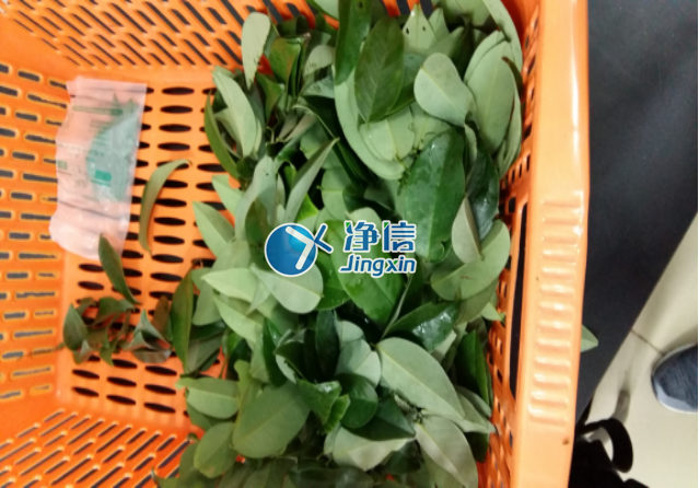 全自動(dòng)樣品研磨儀研磨降香黃檀樹葉、樹枝—上海凈信