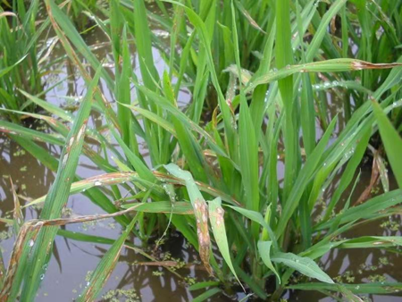 冷凍研磨設(shè)備能滿足水稻稻瘟病葉片的研磨需求嗎？